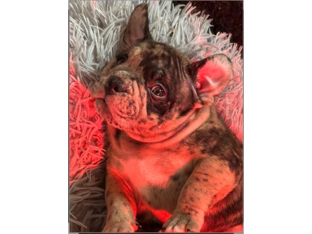 Photo Chiots américain bully image 2/5