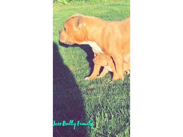 Photo Chiots American Bully image 2/6