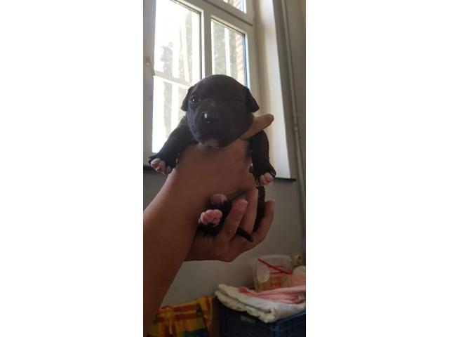 Photo Chiots American bully image 2/6