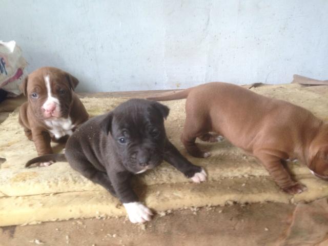 Photo Chiots american stafford shire rednose image 2/5