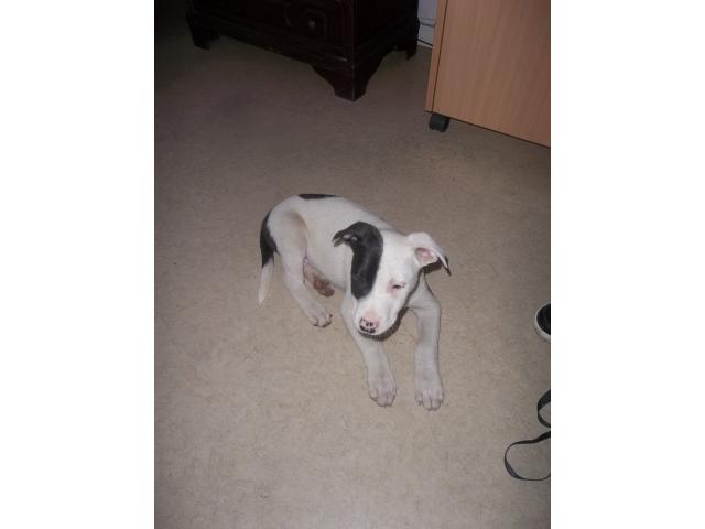 Photo chiots american staffordhire terrier image 2/6