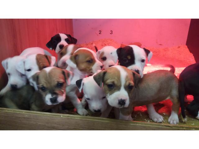Photo Chiots American Staffordshire terrier image 2/4