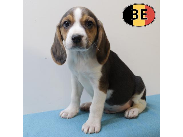 Photo Chiots Beagle à vendre, également bleus image 2/5
