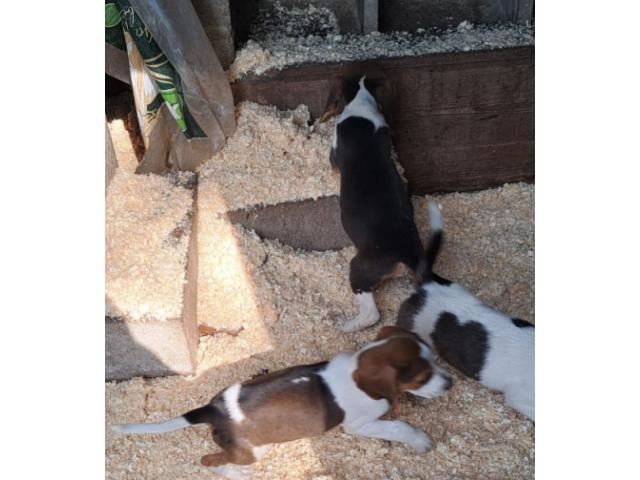 Photo chiots beagle disponible image 2/4