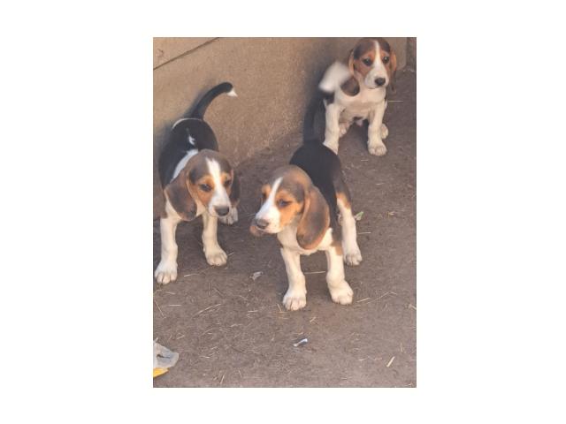 Photo chiots beagle disponible image 2/4