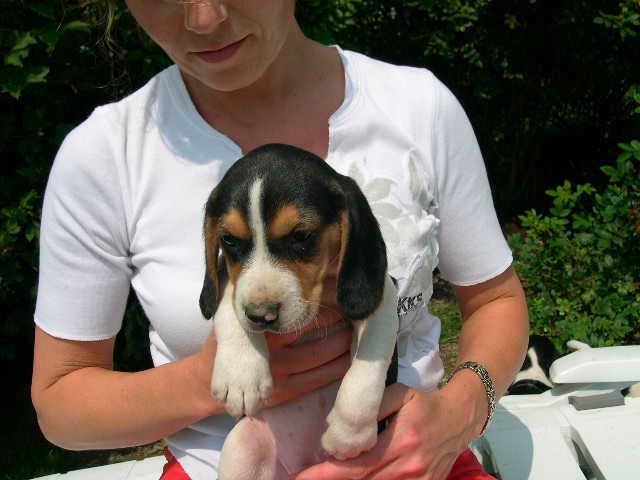 Photo chiots beagle pure race élevés en famille image 2/6