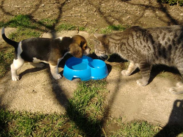 Photo chiots beagle pure race élevés en famille image 2/6