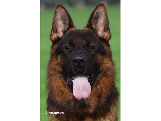 Photo Chiots berger allemand image 2/6