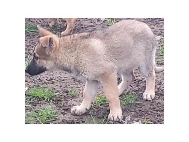Photo Chiots berger allemand femelles gris loup image 2/4