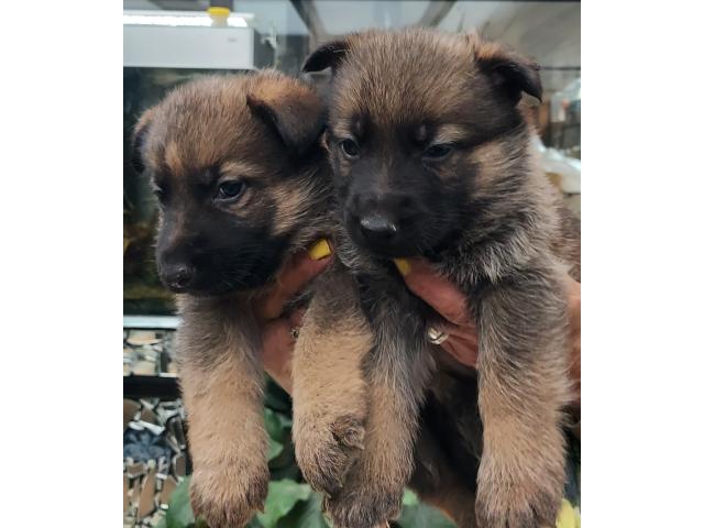 Photo Chiots berger allemand pure race image 2/4