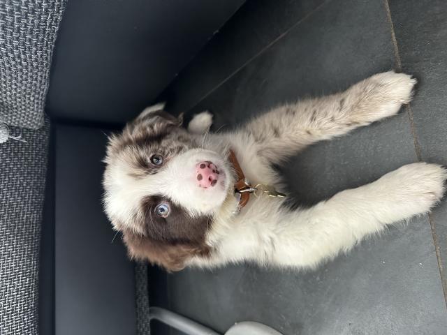 Photo Chiots berger australien image 2/3