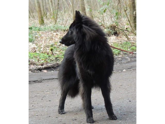 Photo Chiots berger belge groenendael image 2/6
