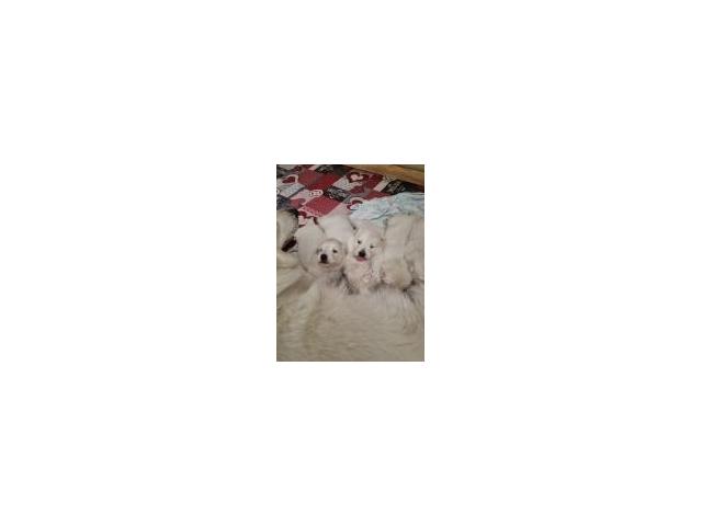 Photo chiots berger blanc suisse LOF image 2/2