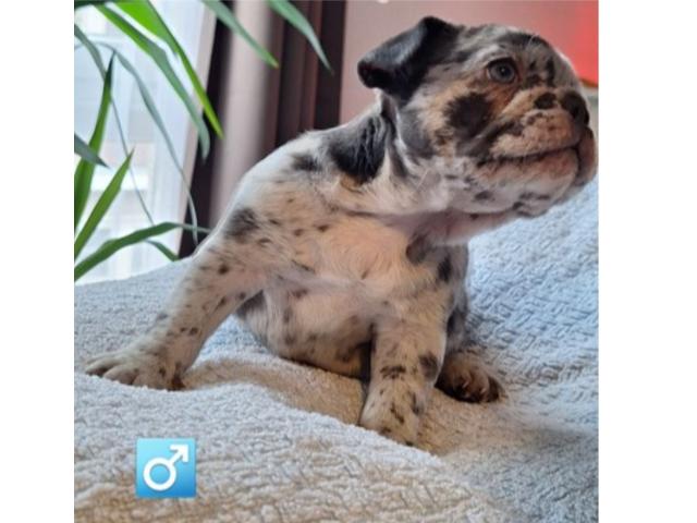 Photo Chiots bouldogue francais exotiques image 2/4