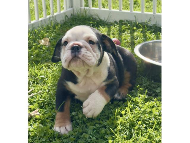 Photo Chiots Bouledogue Anglais image 2/4