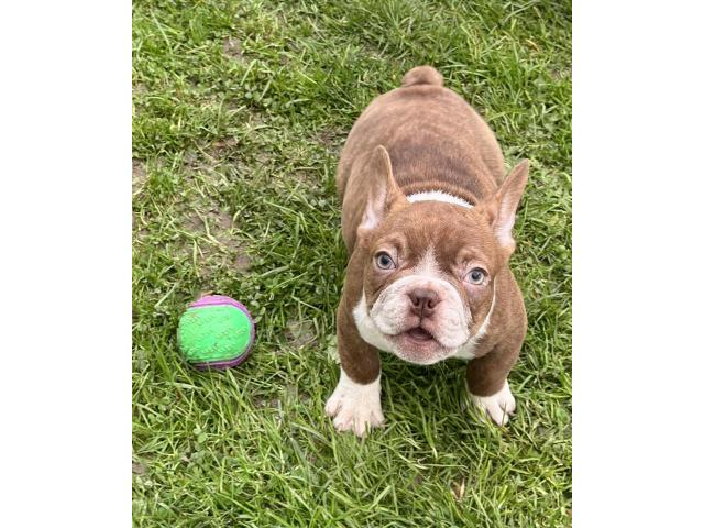 Photo Chiots Bouledogue Français image 2/6