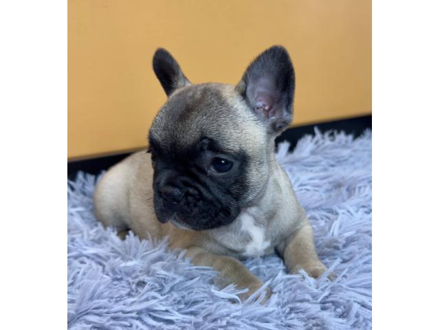 Photo Chiots Bouledogue Français image 2/4