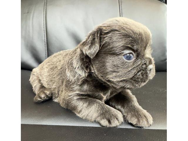 Photo Chiots Bouledogue Français fluffy disponible image 2/4