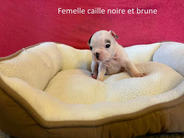 Photo Chiots bouledogues français image 2/6