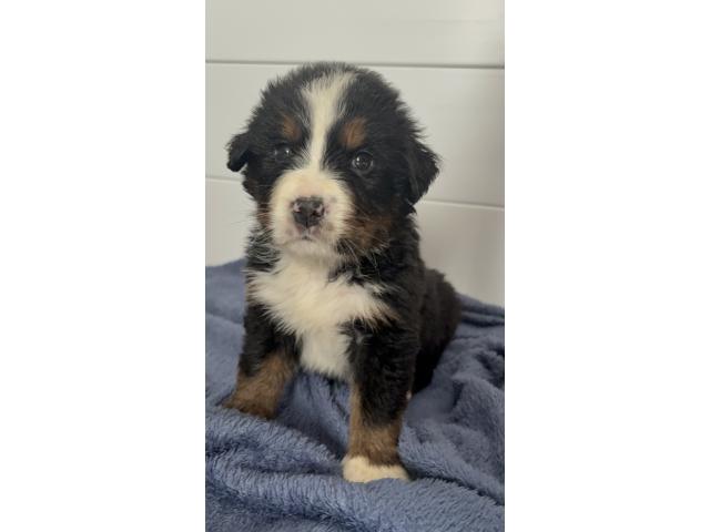 Photo Chiots bouvier bernois image 2/3