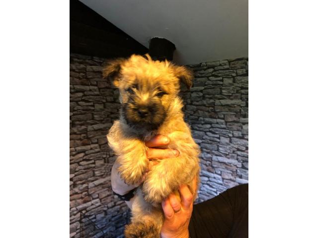 Photo Chiots Cairn Terrier image 2/3