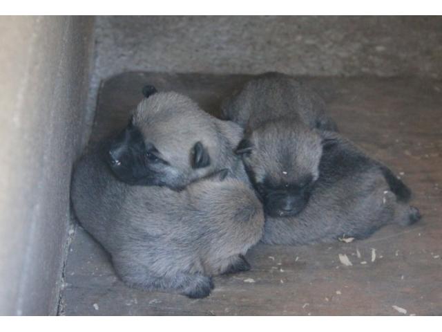 Photo Chiots Cairn Terrier image 2/2