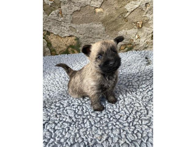 Photo Chiots cairn terrier image 2/3