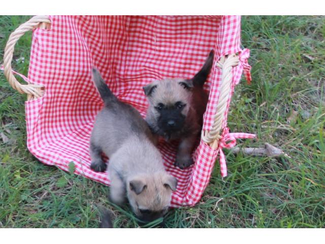 Photo Chiots Cairn Terrier image 2/3
