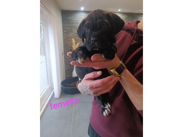 Photo Chiots Cane Corso image 2/6