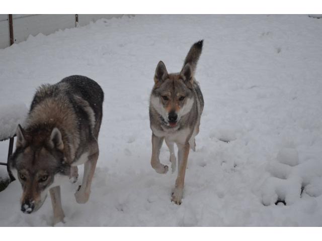 Photo Chiots chiens-loups tchécoslovaques image 2/6