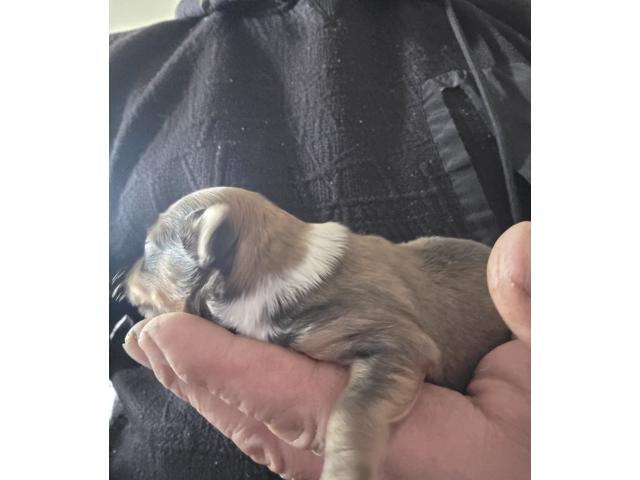 Photo Chiots chihuahua image 2/6