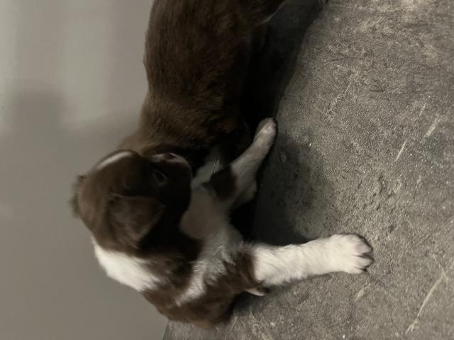 Photo Chiots chihuahua image 2/2