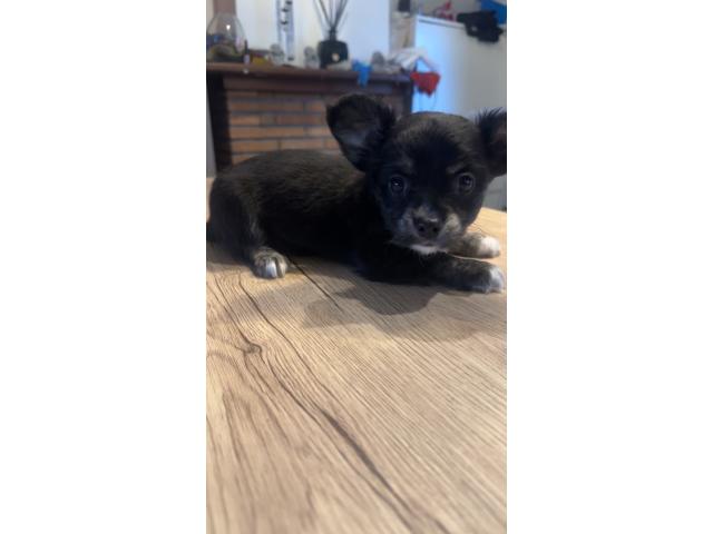 Photo Chiots chihuahua poils longs image 2/2