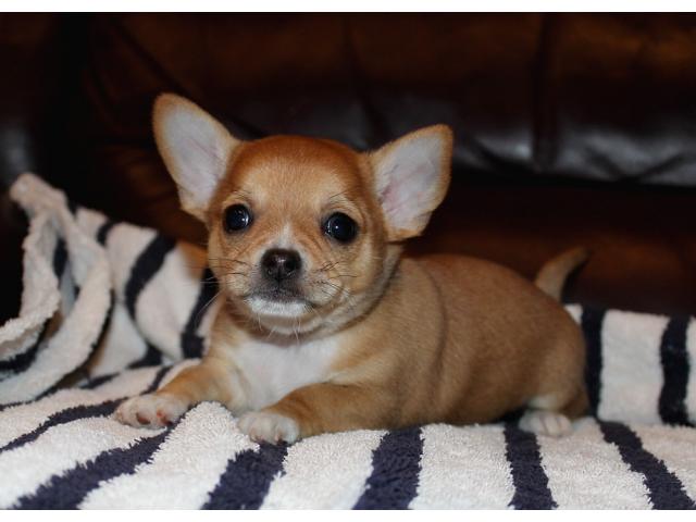 Photo Chiots Chihuahua pour adoption image 2/2