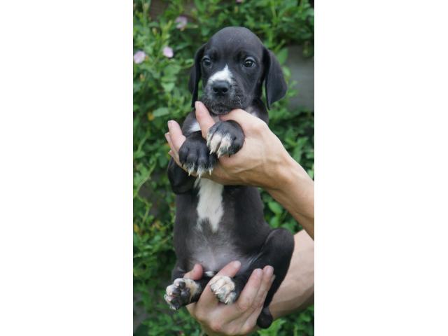 Photo Chiots dogues allemands image 2/4