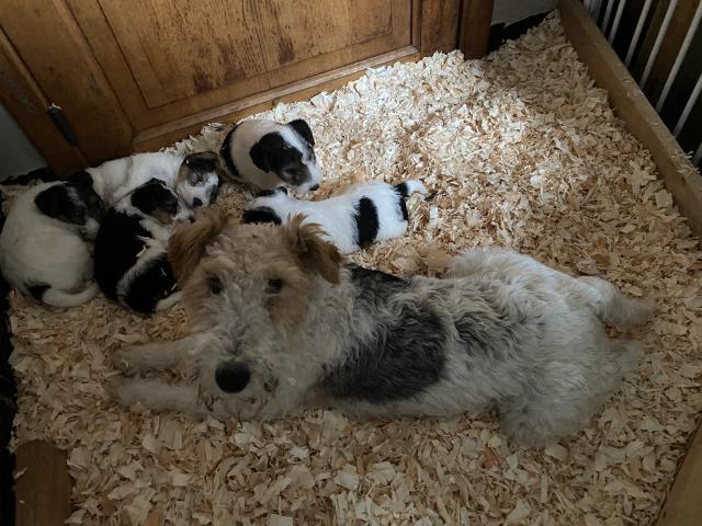 Photo Chiots fox terrier image 2/4