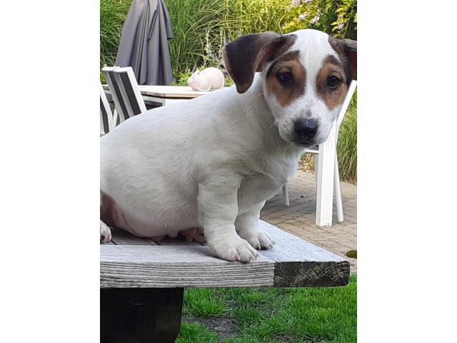 Photo chiots jack russell image 2/5