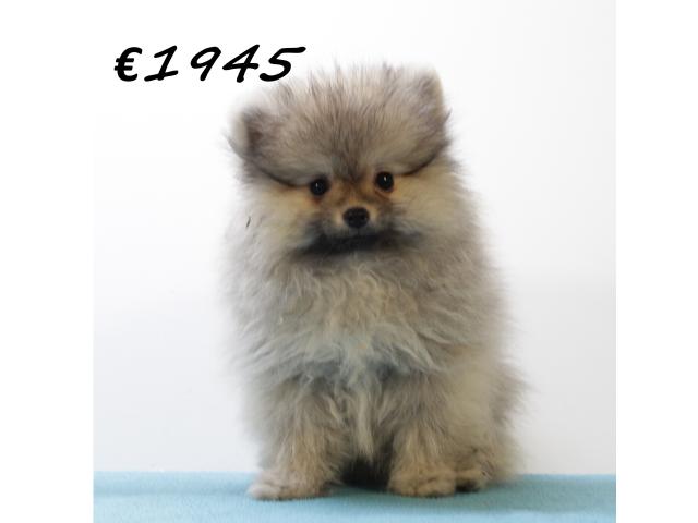 Photo Chiots Poméranien à vendre image 2/6