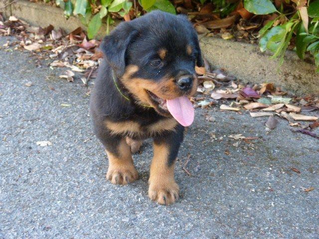 Photo Chiots rottweiler image 2/3