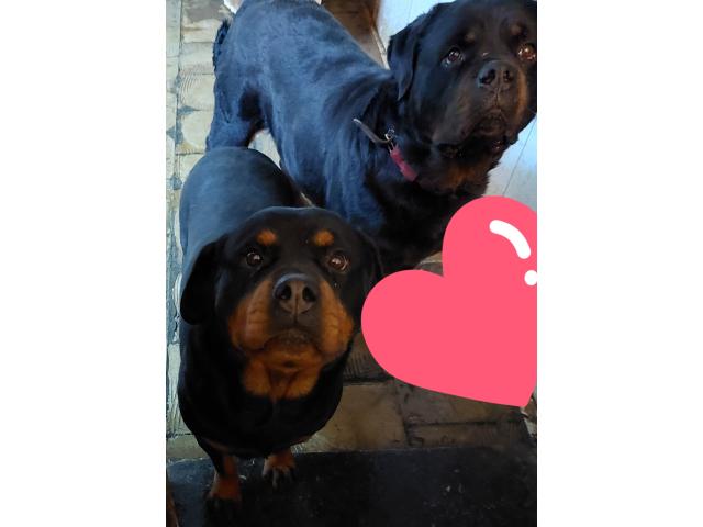 Photo Chiots rottweiler image 2/2