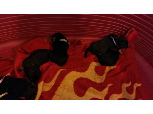 Photo chiots rottweiler image 2/3