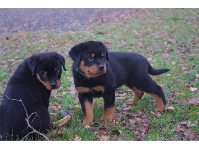 Photo Chiots rottweiler image 2/5