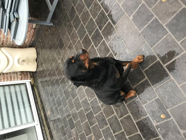 Photo Chiots rottweiller image 2/3