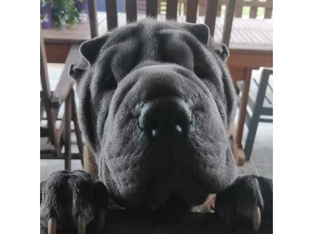Photo Chiots shar -peïs image 2/5