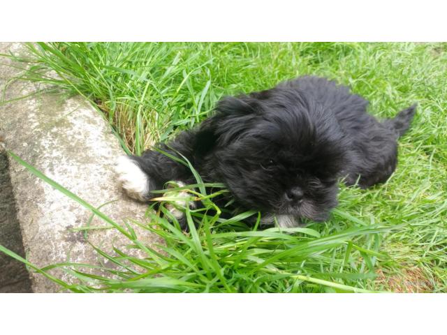 Photo Chiots shih tzu image 2/4