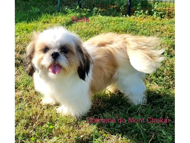 Photo Chiots Shih Tzu " Domaine du Mont Chokaï Suisse" image 2/3