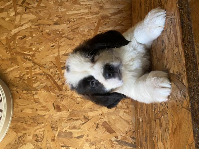 Photo chiots st bernard image 2/6