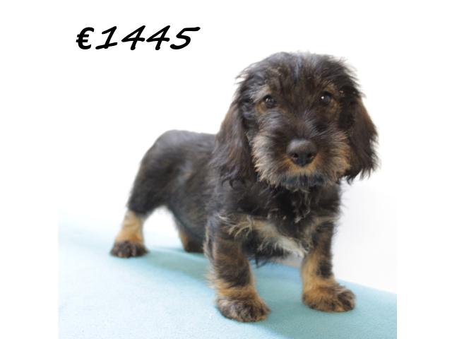 Photo Chiots teckel à poil dur à vendre image 2/6