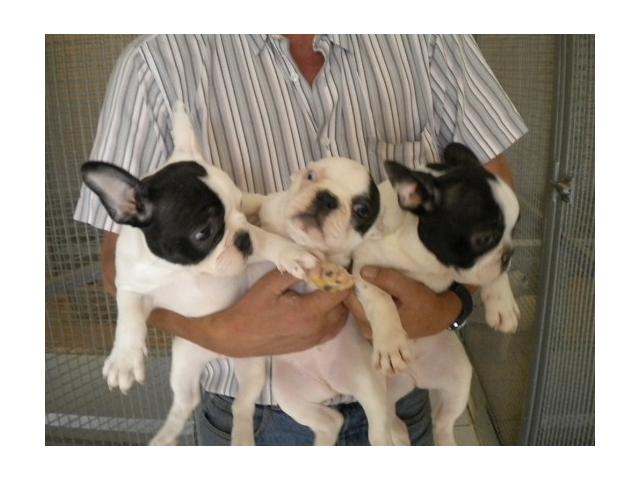 Photo Chiots type bouledogue français image 2/2