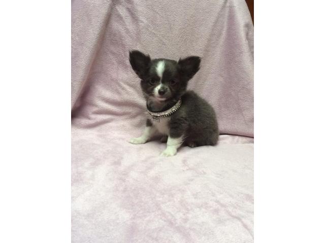 Photo chiots type chihuahua (( male )) image 2/3